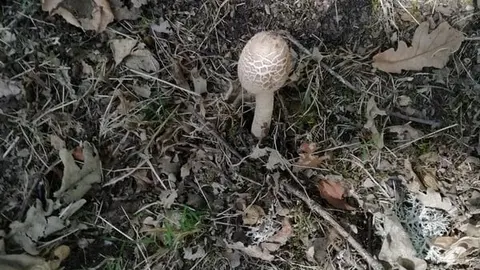 otoño sanabria (13)