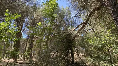 Bosque de Valorio