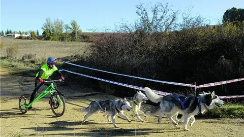carrera mushing