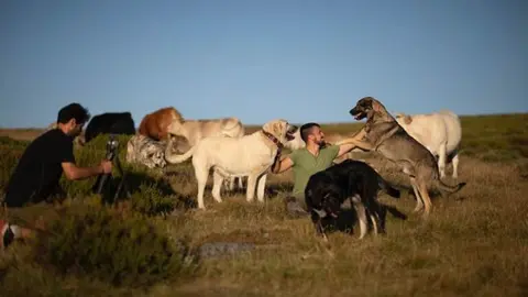 Mastines de Sanabria.