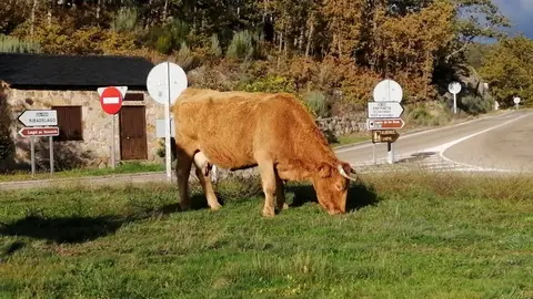 sanabria otoño visitantes (5)