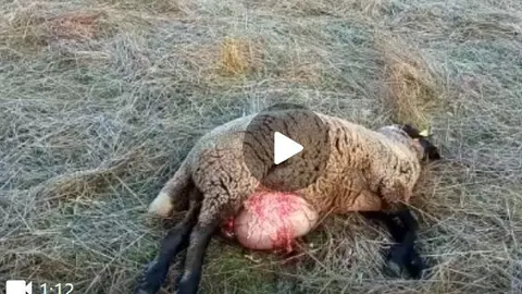 video lobada