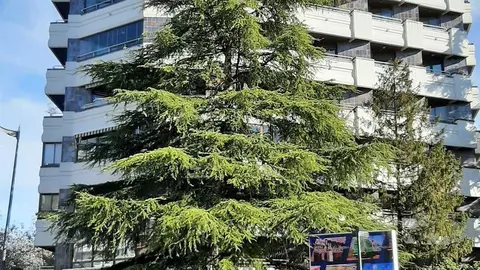 Abeto plaza La Marina con Avenida Portugal. Fotografía: Somos Zamora Facebook