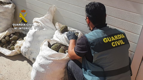Piñas incautadas por la Guardia Civil