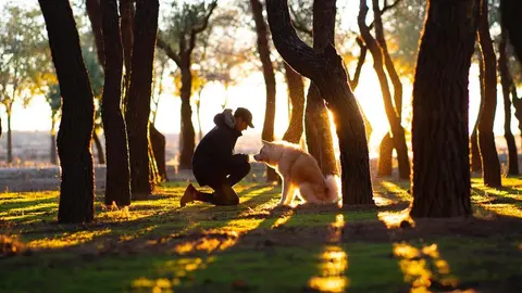 Foto archivo perros