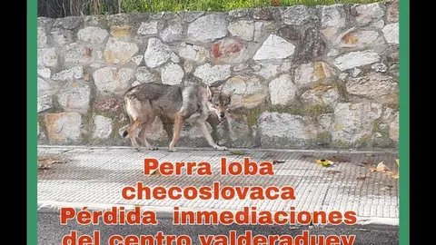 Cartel realizado por usuarios de Facebook en busca de la perra loba checoslovaca