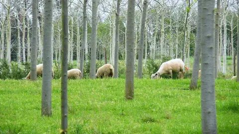 Terrenos silvopastorales