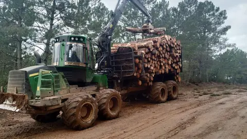 Recogida de madera por agentes medioambientales