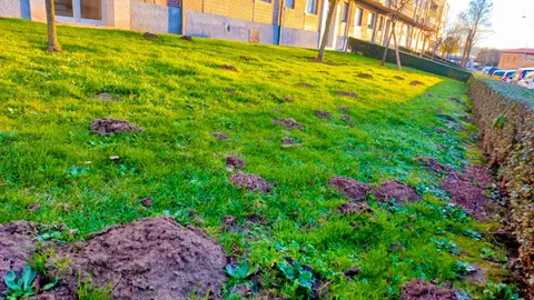 Estado de los jardines en el barrio de Santa Clara en Benavente. Fotografía Interbenavente.es