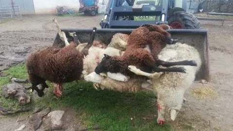 Foto de archivo de las ovejas que mató el lobo en Viñuela de Sayago