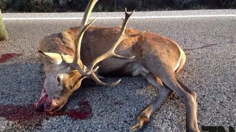 Foto de archivo accidente ciervo
