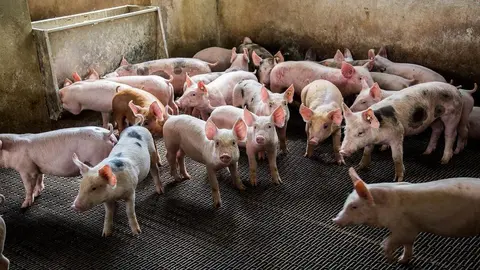 Ganadería intensiva