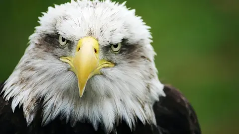 Ejemplar de águila imperial