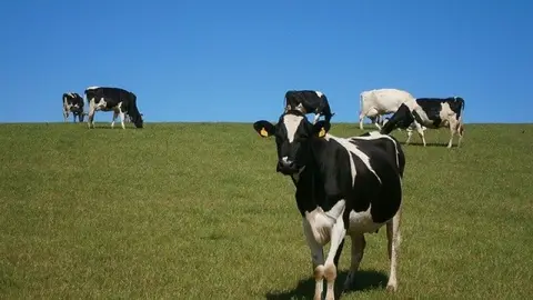 vacas