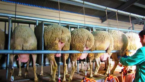 Foto archivo ordeñe ovejas