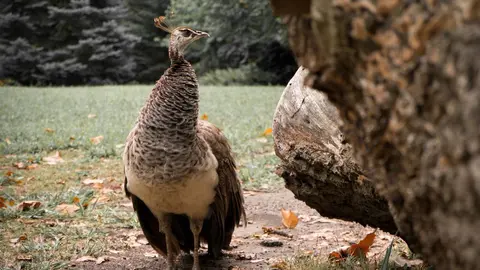 Foto de recurso pavo