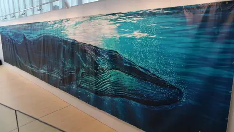 Exposición "El ojo de la ballena"