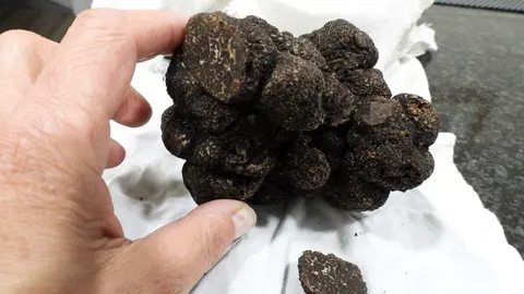 La trufa que saldrá a subasta