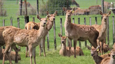 NdPGranjasCinegéticas