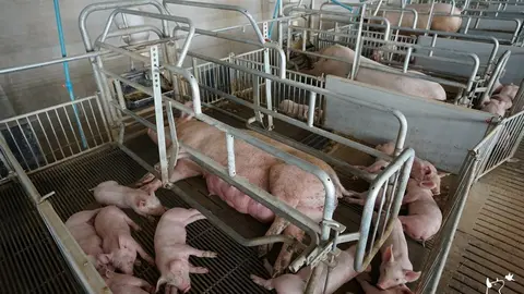 Granja porcina. Foto PACMA