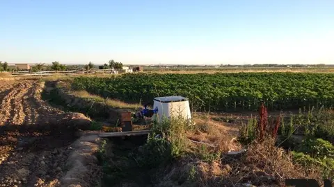 sector agrario
