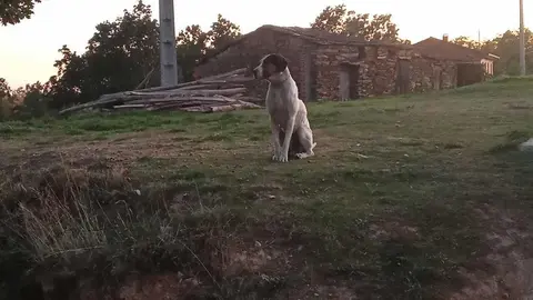 perro