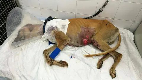 Perro-de-caza-atropellado-2