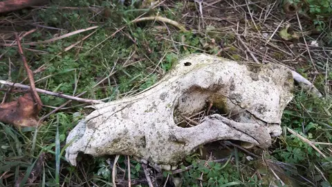 Foto de PACMA de un cráneo de galgo con un tiro en la cabeza