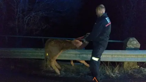 Un bombero rescata al ternero