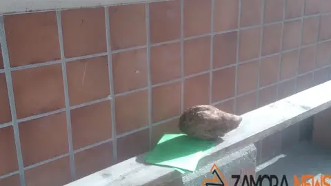 Panfletos de la Plataforma pro Biorrefinería con un trozo de remolacha en la parada de autobús de Granja de Moreruela