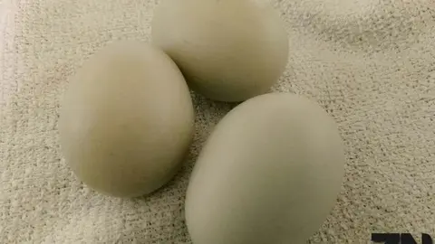 Huevos.