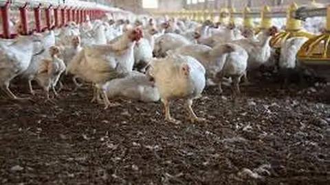 Una explotación de gallinas. Foto de archivo