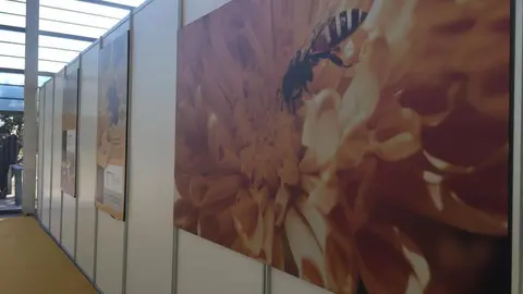 III Feria Internacional Apícola (21)
