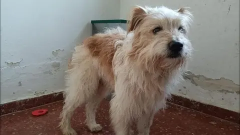 Perro perdido en la provincia de Zamora.