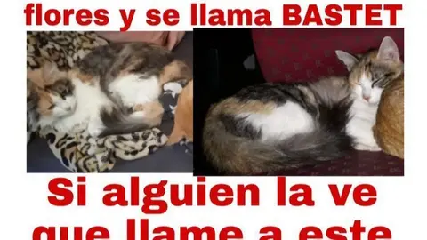 Gata desaparecida en Zamora