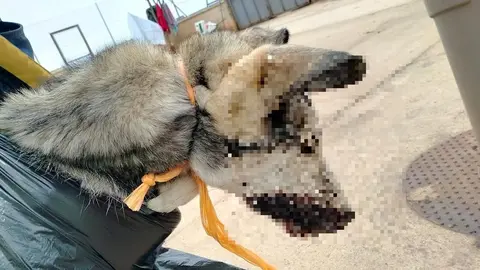 La perra localizada por los agentes de la Policía Municipal de Zamora