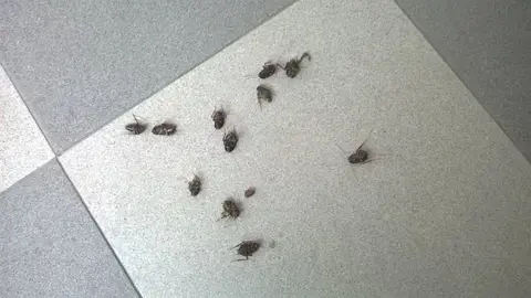 Plaga de cucarachas
