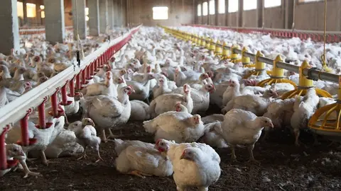 Foto de archivo granja de pollos