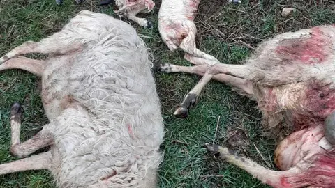 Ataque de lobos