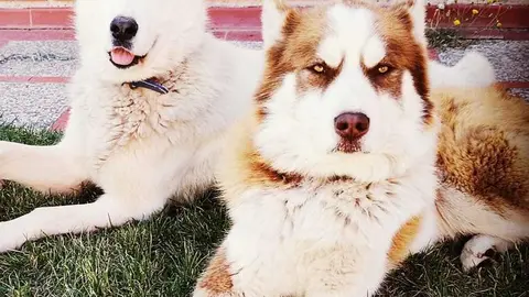 Perros desaparecidos en Morales del Vino