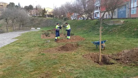 Replantación en los anexos al Parador de Turismo de Benavente