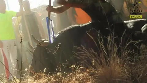 Asesinato-de-Afligido.-Toro-de-la-Vega-2011_Moment