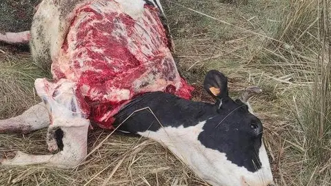 Vaca atacada por una lobada