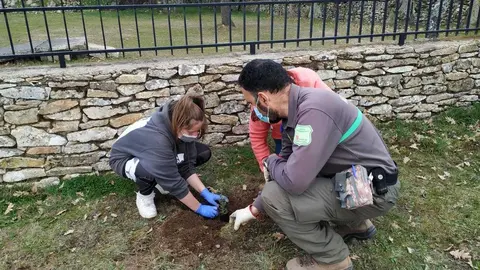 Plantación de árboles