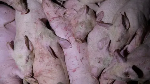 Macrogranja porcina. Foto Pacma