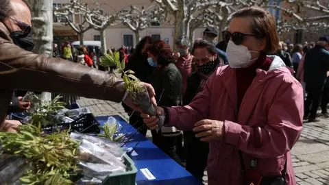 Reparto de plantas (5)