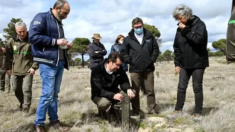 Trabajos de reforestación