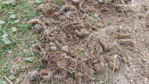 Nido de procesionaria en el suelo de Valorio