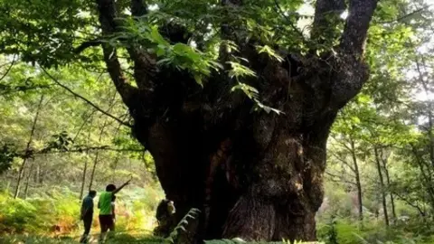 Actividad por el Día del Árbol organizada por CryoSanabria