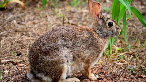 Conejo. Foto de archivo